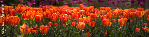 Panoramic Red Tulips