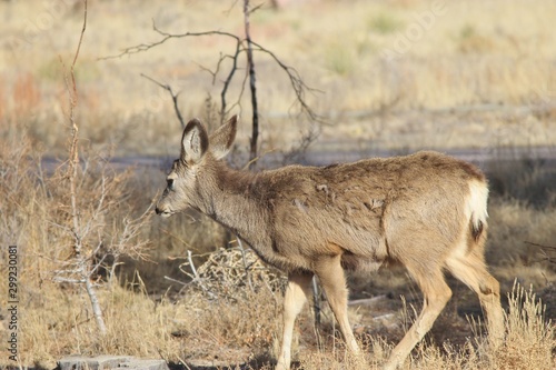 Deer in park