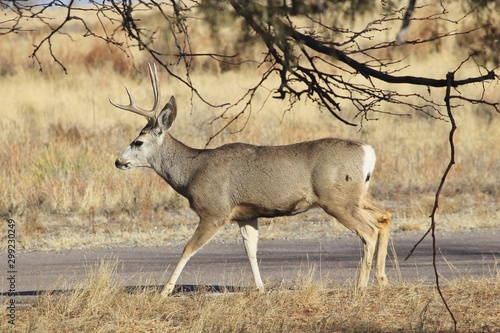 Photography Deer By Road