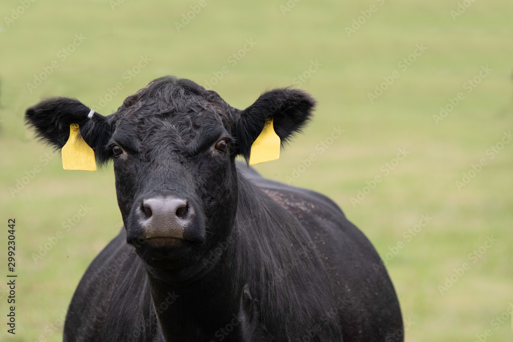 Angus cow on green bokeh background Angus cow on green bokeh background