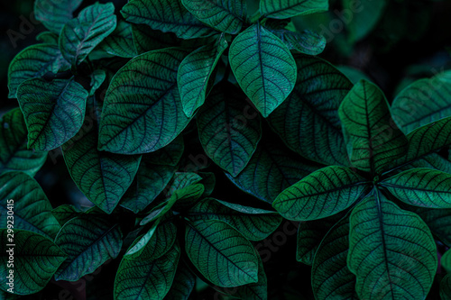 green leaf natural for background  tropical leaf  tiny green leaf