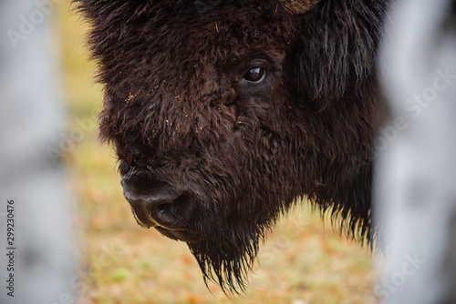 Принти на полотні Forest bison in the North of Yakutia (Russia) withstand -50 degree frosts