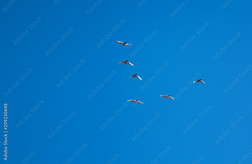 Wild geese fly wedge in the blue sky Wild geese fly wedge in the blue sky