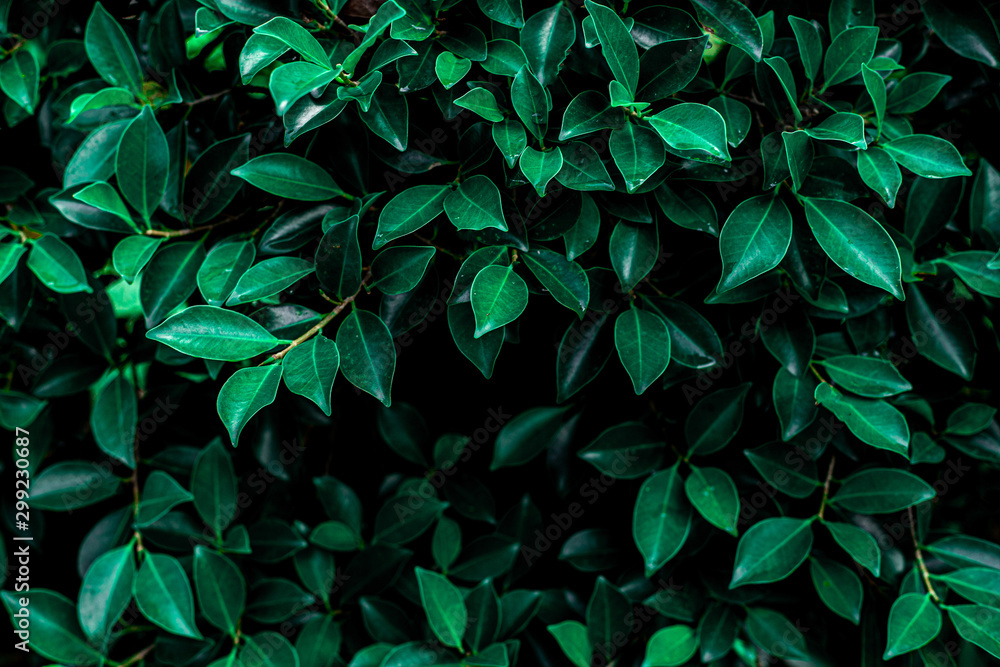 green leaf natural for background, tropical leaf, tiny green leaf green leaf natural for background, tropical leaf, tiny green leaf