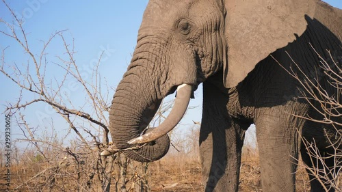 Imposing bull elephant breaks thorn branch using trunk and tusk