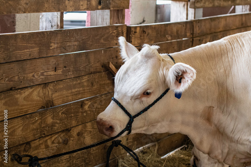 White show heifer tied in a barn photo