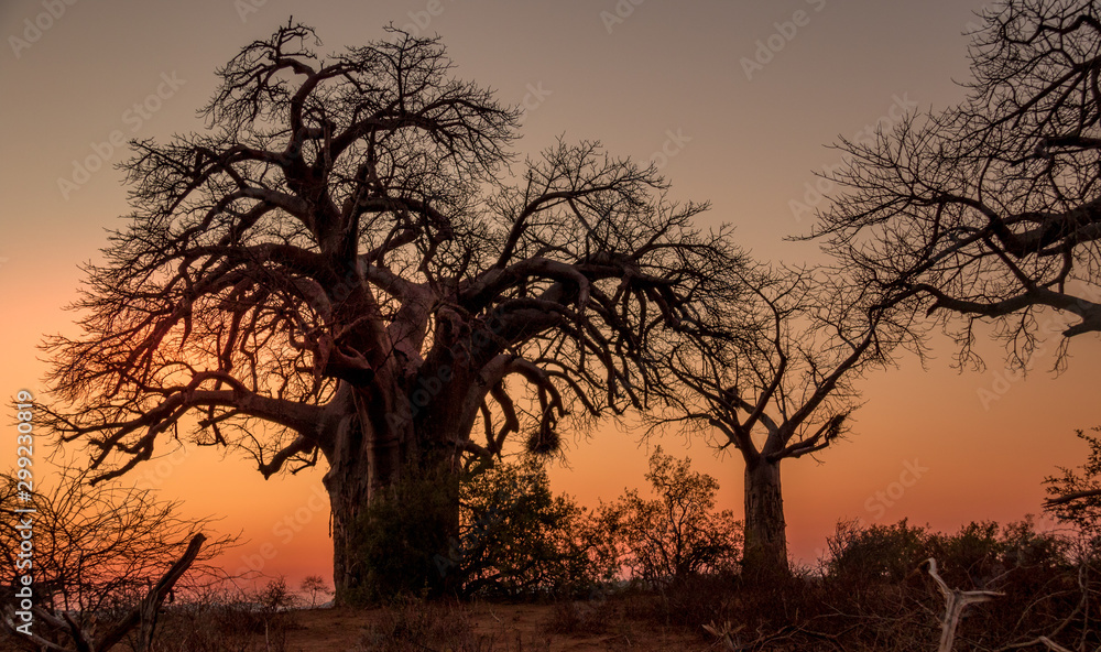 African sunset landscape with silhouetted baobab trees image in horizontal format with copy space African sunset landscape with silhouetted baobab trees image in horizontal format with copy space