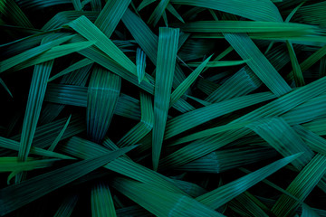 abstract green leaf texture, nature background, tropical leaf