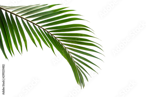 leaves of coconut isolated on white background