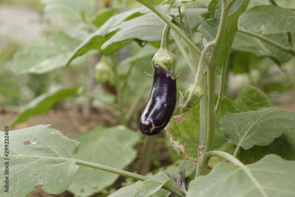 Purple Eggplant Fruit Fertile Garden Purple Eggplant Fruit Fertile Garden