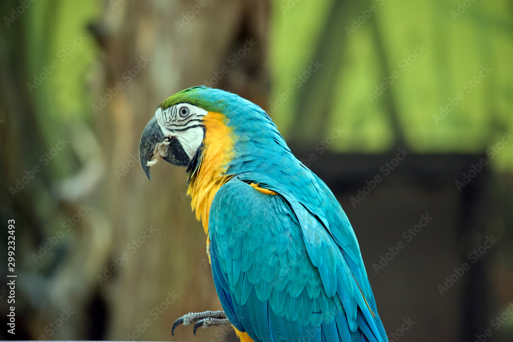 Obraz premium this is a side view of a blue and gold macaw eating