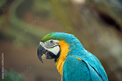 this is a side view of a blue and gold macaw eating