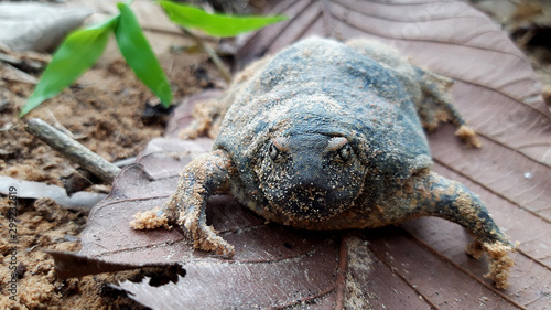 Bullfrog that on Wooden floor, Dry leaf. photo