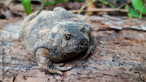 Bullfrog that on Wooden floor, Dry leaf.