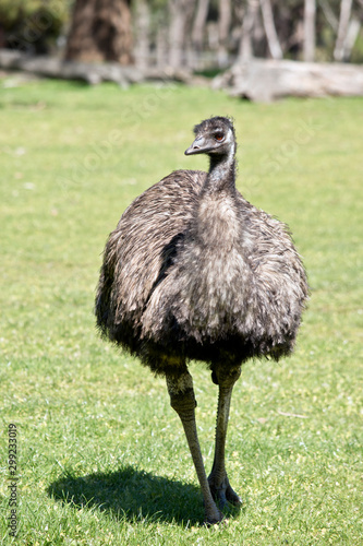 the Ausralian emu is walking through the park photo