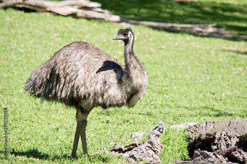 this is a side view of an Australian emu