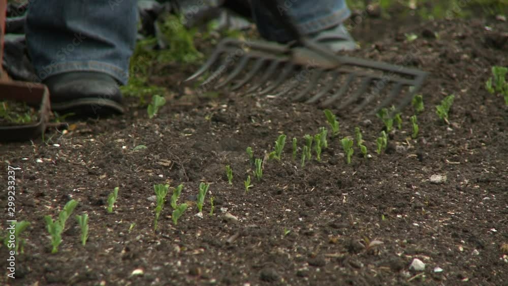 Handheld, medium close up shot of a person raking soil on top of seedlings in a garden. Handheld, medium close up shot of a person raking soil on top of seedlings in a garden.