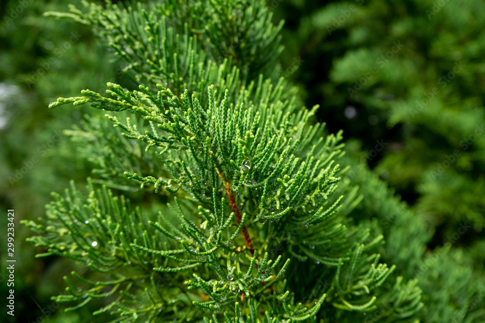 Rain water drop the leaf Pine trees .close up Rain water drop the leaf Pine trees .close up