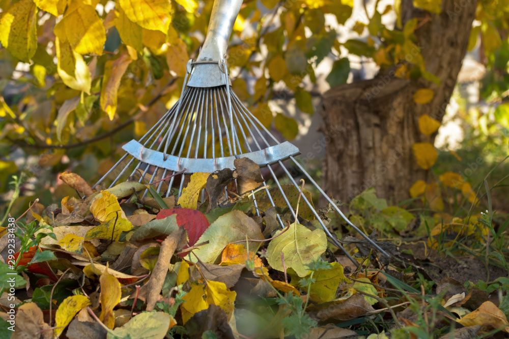 Working metal part of the garden s rake standing at the trunk of