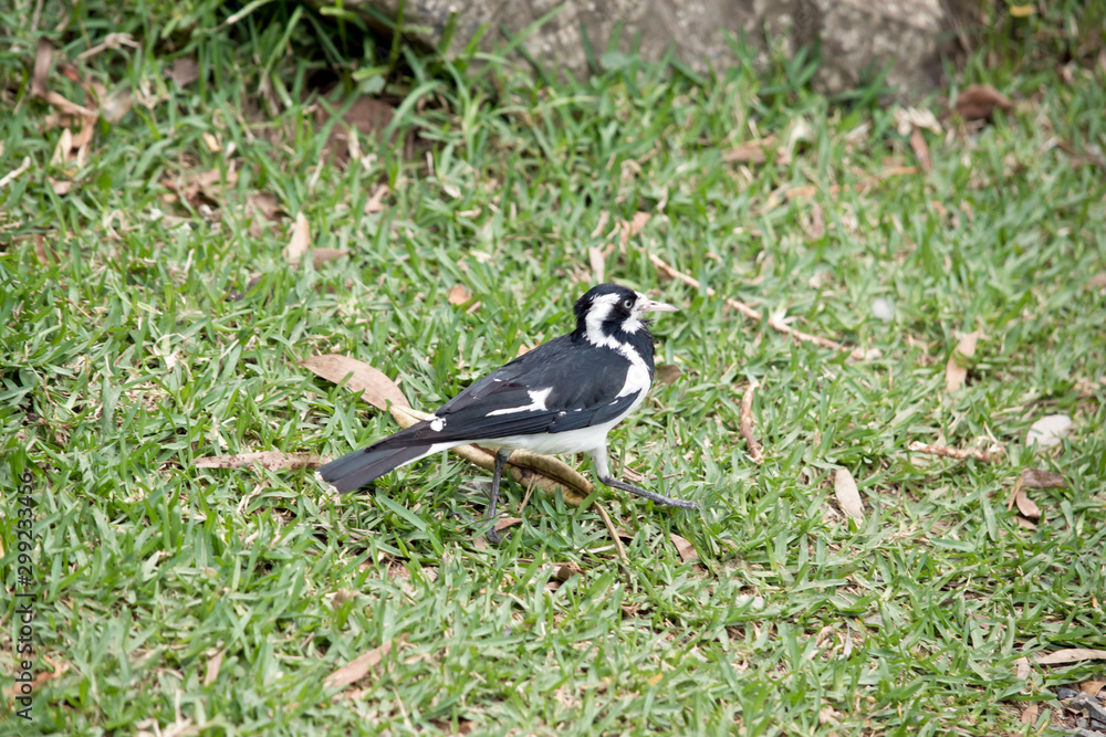 Fototapeta premium this is a side view of a magpie lark