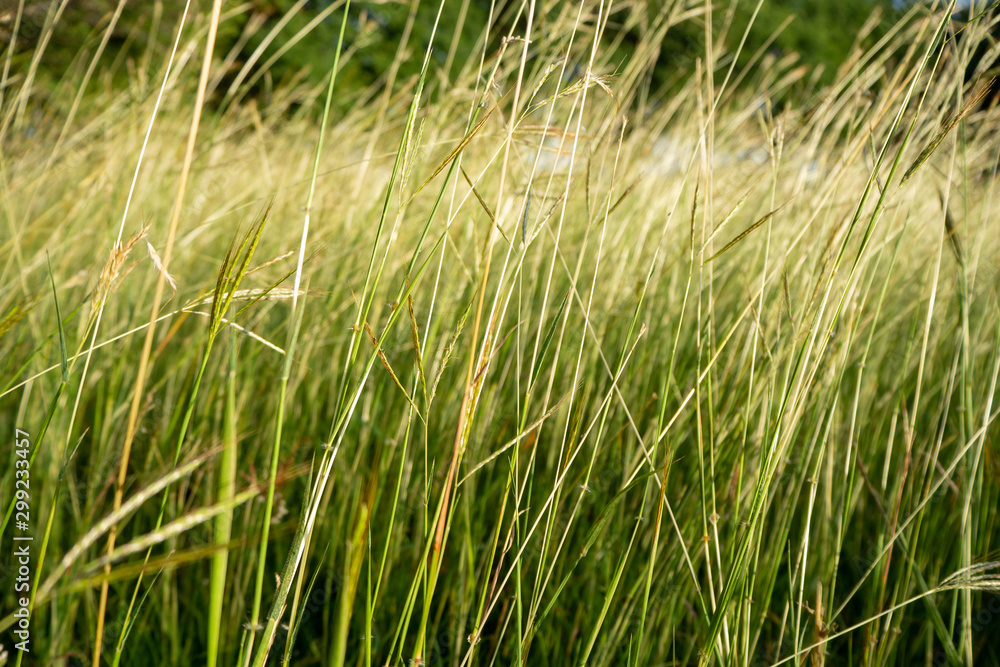 field grass flowers background. grass flowers background