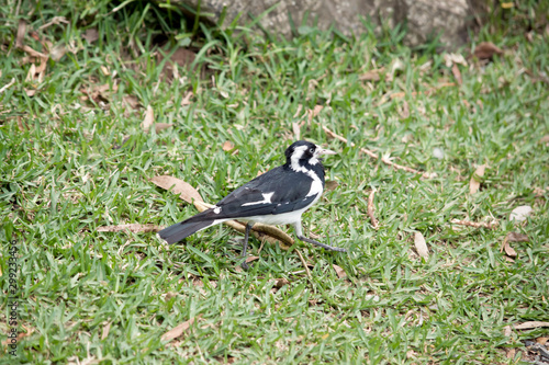 this is a side view of a magpie lark photo