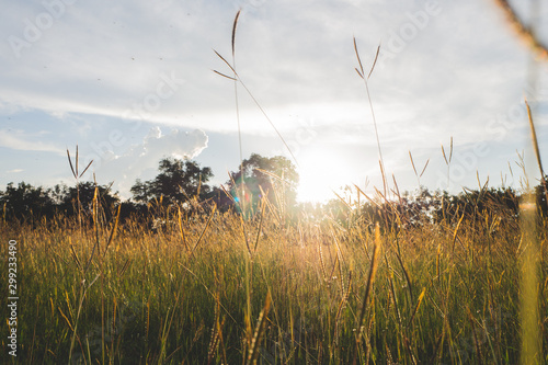 field grass flowers background. grass flowers vintage  background