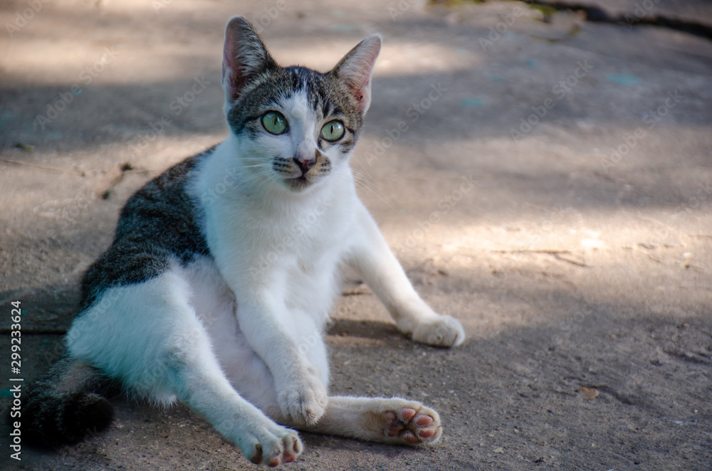Portrait of white and striped Thai kitten Portrait of white and striped Thai kitten