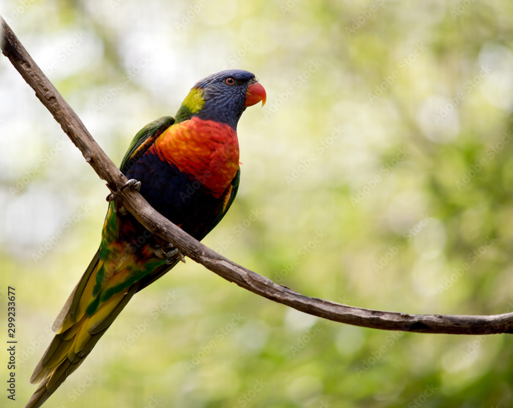 the rainbow lorikeet is perched on a branch the rainbow lorikeet is perched on a branch