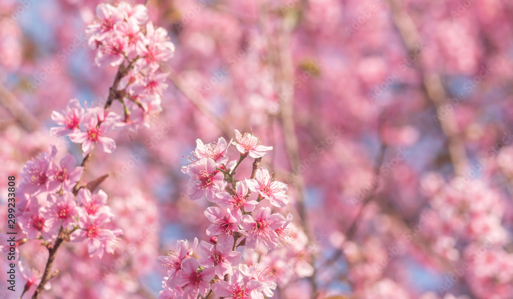 Pink sakura flower, Cherry blossom, Himalayan cherry blossom close up background in Thailand. Pink sakura flower, Cherry blossom, Himalayan cherry blossom close up background in Thailand.