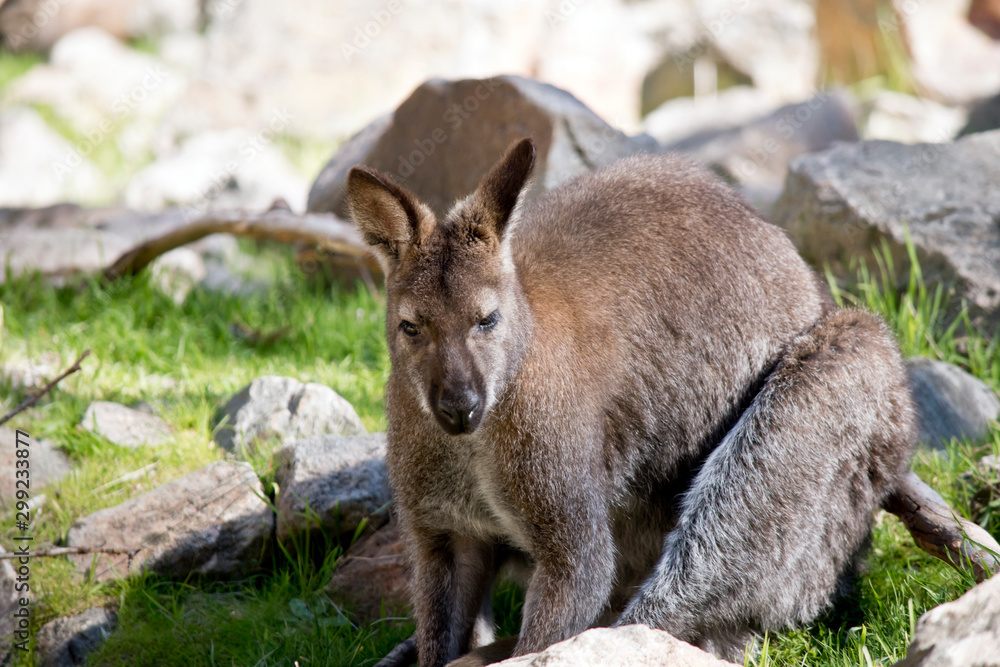 the red necked wallaby is sitting