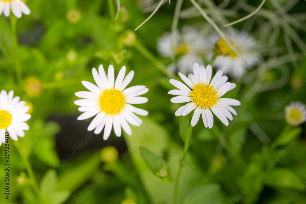 Fototapeta premium Little white daisy flower with green bokeh