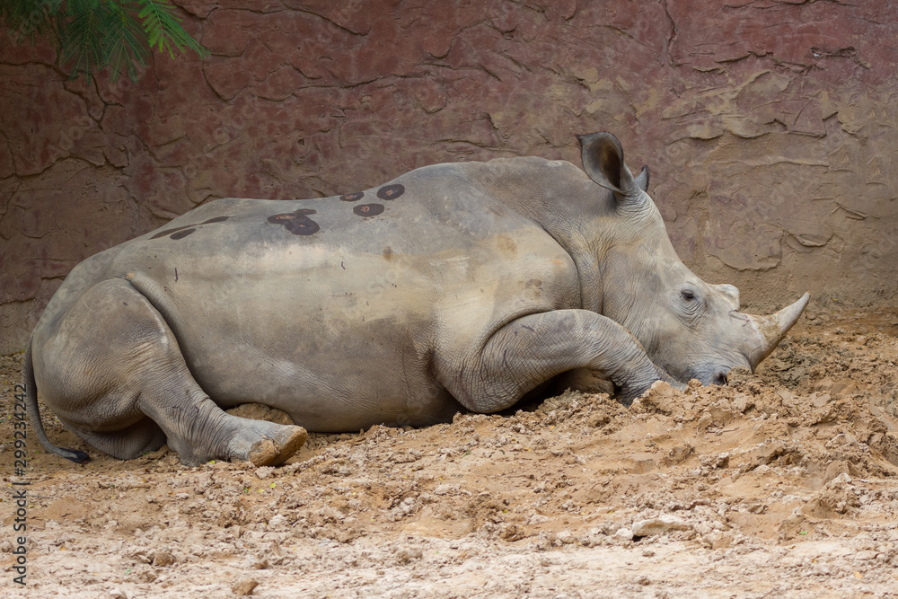 Side view of large white rhino sitting Side view of large white rhino sitting