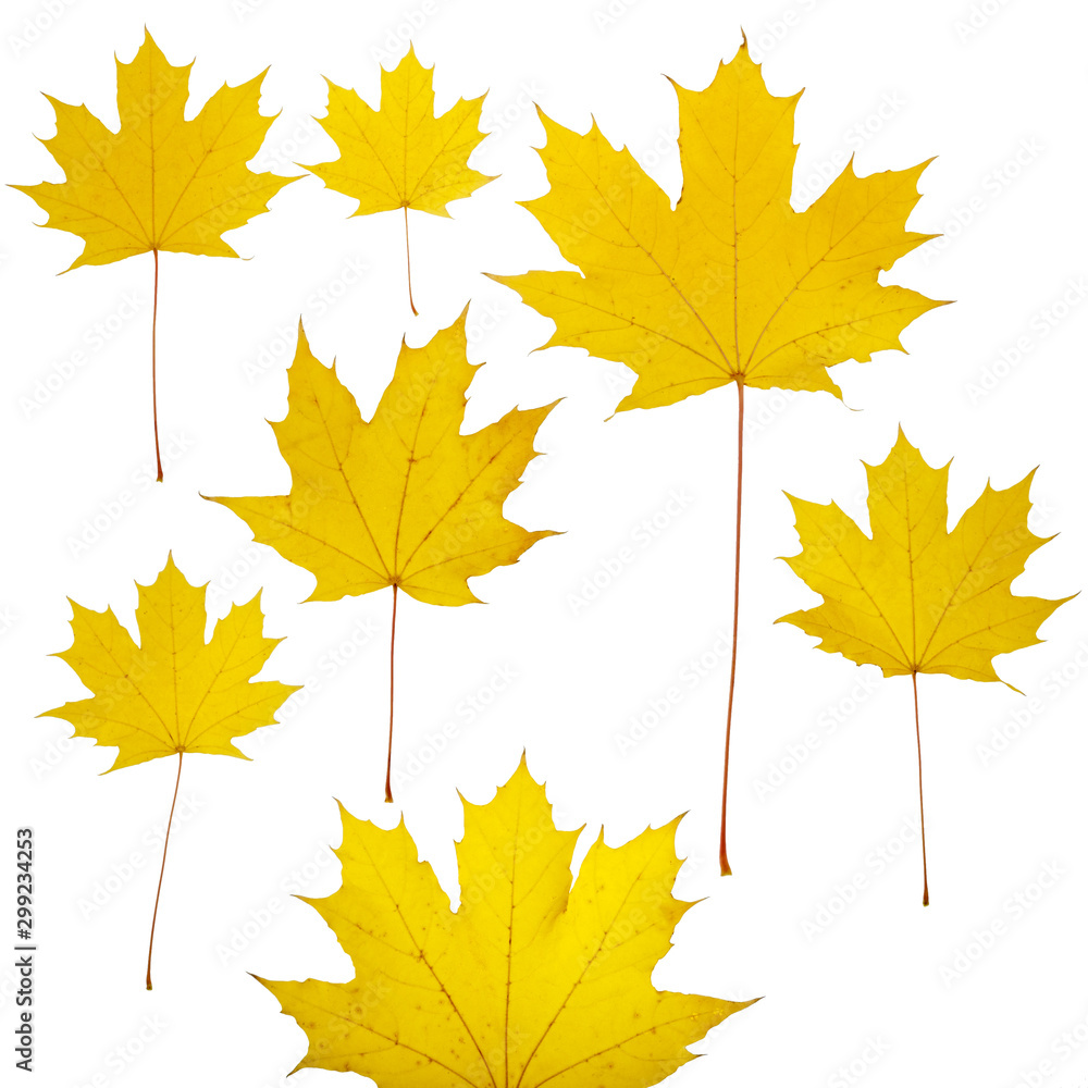 Colorful autumn tree leaves on a white isolated background. Multicolored autumn pattern. Colorful autumn tree leaves on a white isolated background. Multicolored autumn pattern.