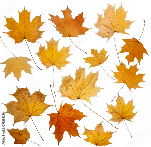 Colorful autumn tree leaves on a white isolated background. Multicolored autumn pattern.