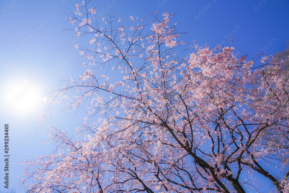 枝垂れ桜と晴天の青空