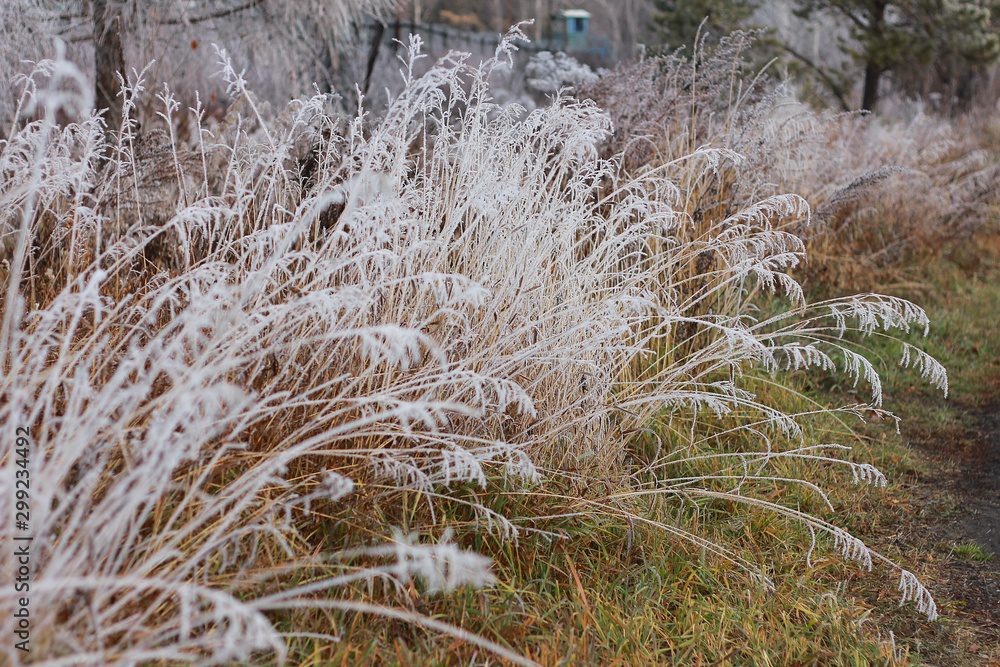 Fototapeta premium grass in snow