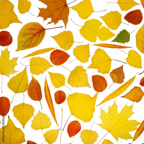 Colorful autumn tree leaves on a white isolated background. Multicolored autumn pattern.
