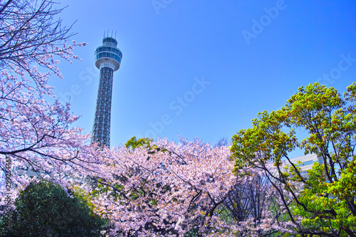 横浜市山下公園の桜とマリンタワー