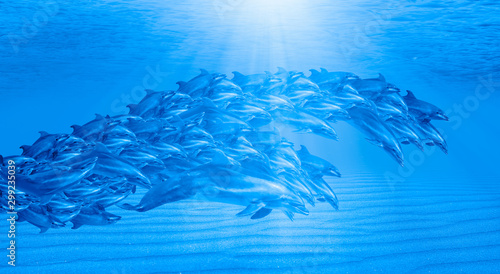 Photography Abstract background of group of dolphins swimming underwater in the blue tropica