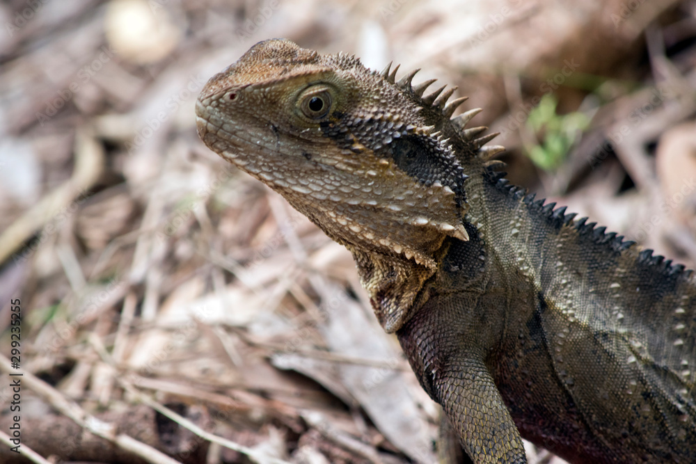 Fototapeta premium this is a side view of a water dragon