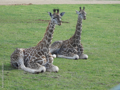 giraffes in park