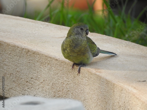 Green parrot relaxing