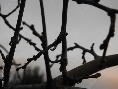 water droplets on branches