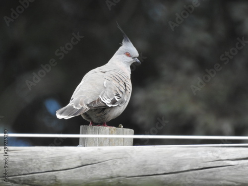 pigeon on a wooden post