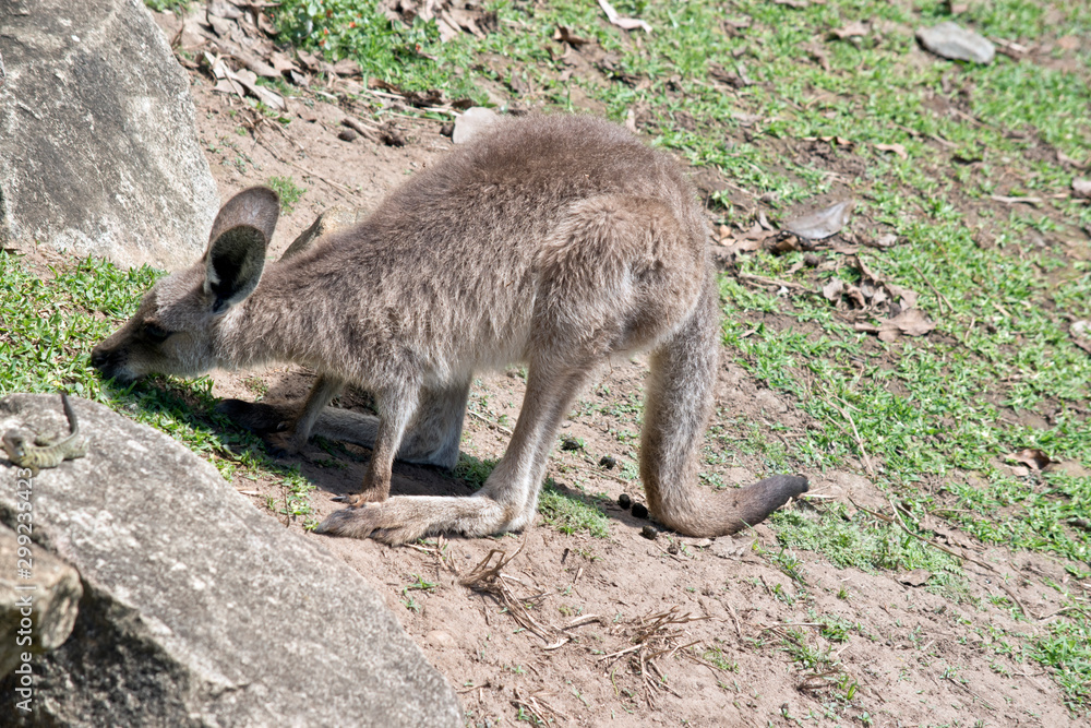the joey Western grey kangaroo is eating grass the joey Western grey kangaroo is eating grass