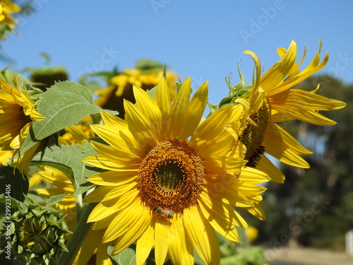 sunflower in the field