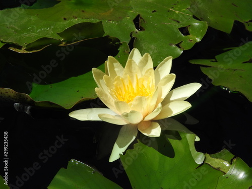 yellow water lily in pond