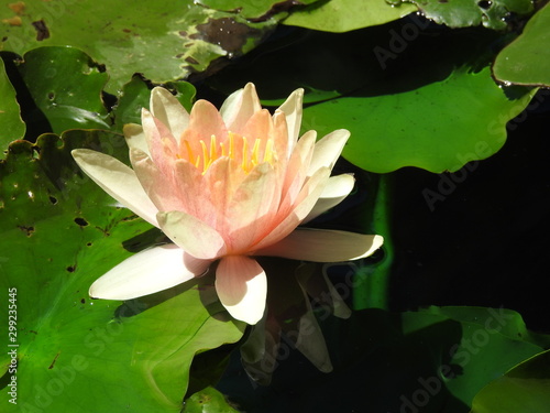 pink water lily in pond