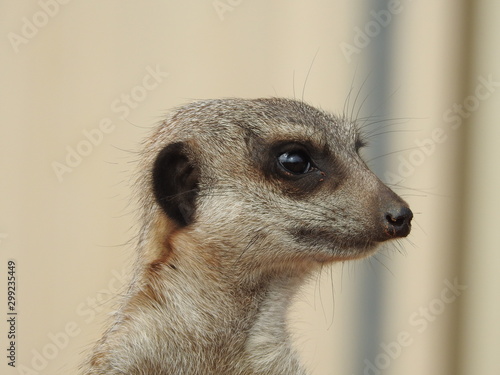 meerkat on guard
